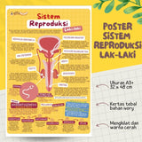 POSTER SISTEM REPRODUKSI LAKI-LAKI (KUN SHOLIHAN)