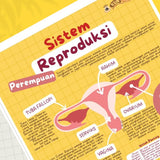 POSTER SISTEM REPRODUKSI PEREMPUAN (KUN SHOLIHAN)